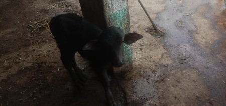 થંબનેલ 5