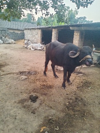 ખડેલી વેચવાની છે