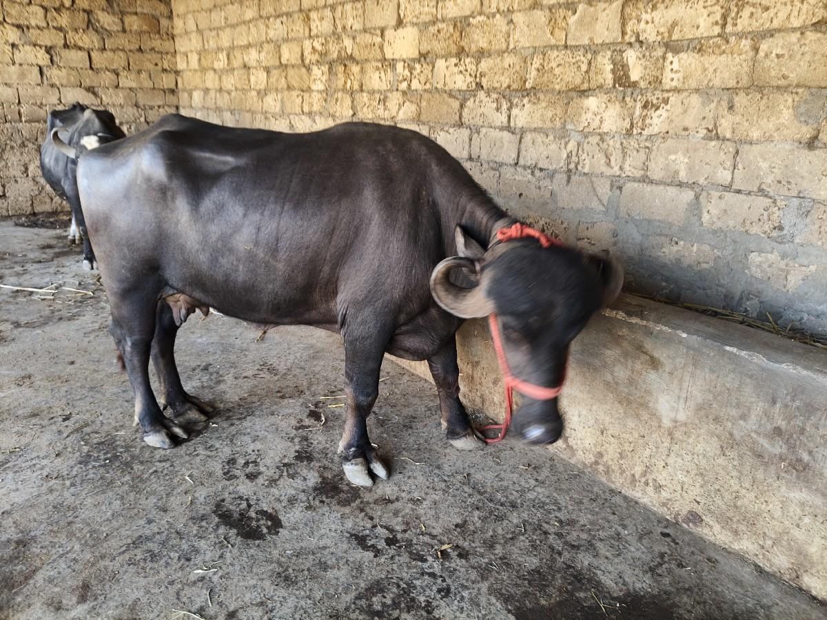 थंबनेल 5