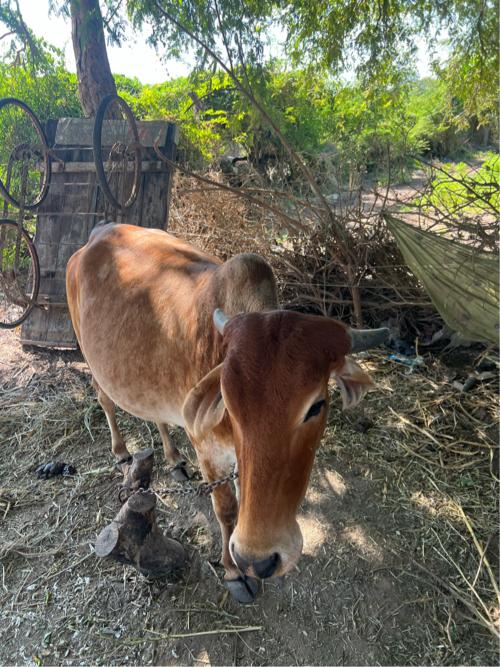 થંબનેલ 2