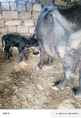 ભેંસ વેચવાની છે