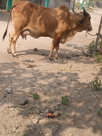 थंबनेल 2