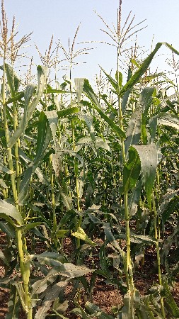 અમેરિકન મકાઈ નો સારો