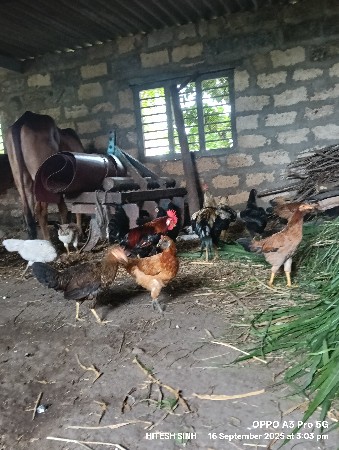 3 મરઘા 4 મરઘી દેશી
ભાવ:  1200.800