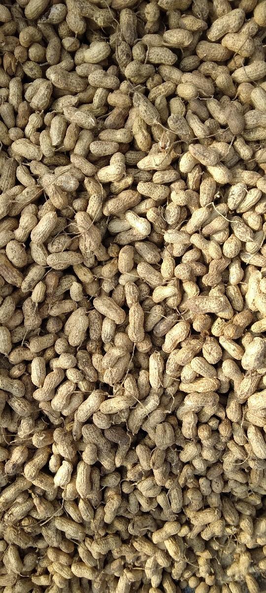 મગફળી વેચવાની છે