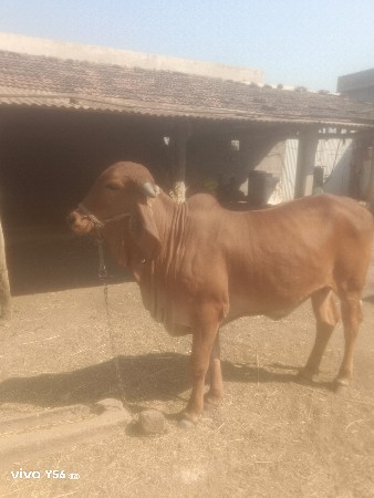 थंबनेल 2