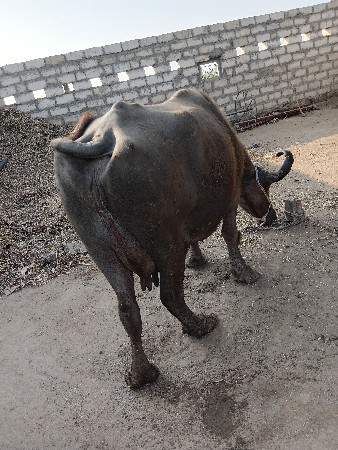 थंबनेल 1