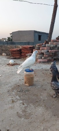 કબૂતર નર