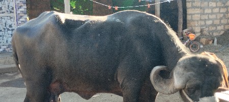 थंबनेल 3