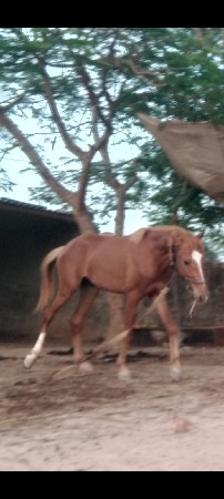 થંબનેલ 2