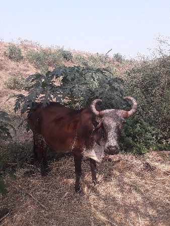 ગાય વેચવાની છે