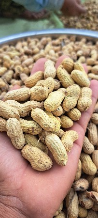 મગફળી 22 નંબર