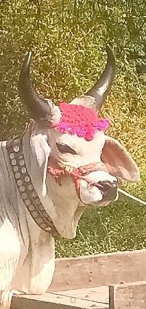 થંબનેલ 4