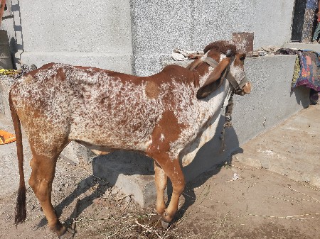 ગીર વાછડી વેચવાની છે