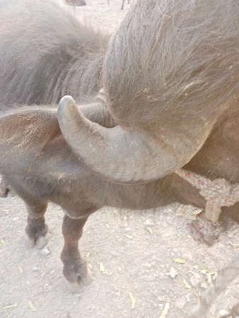 પાદો વેચવાનો છે