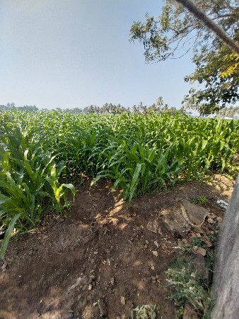 મકાઈ‌ વેચવા‌ ની‌ છે