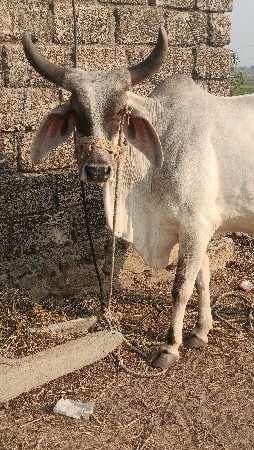 थंबनेल 1