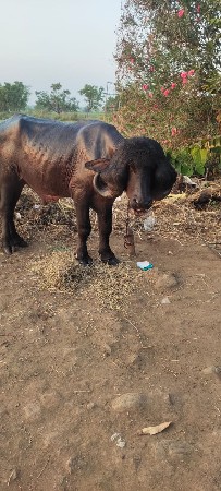 થંબનેલ 3