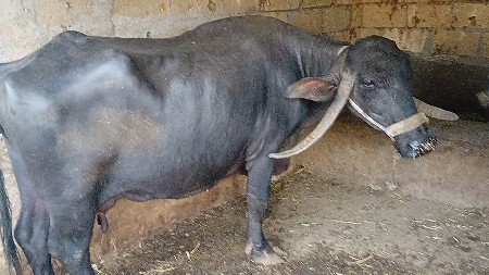 थंबनेल 1