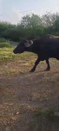 पाडो खडेली पारेट भेस तन देवाना