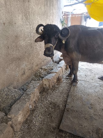 थंबनेल 2