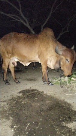 વેચવાની છે કીંમત 55000