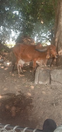 ઓરીજનલ ગીરગાય વેચવાની છે