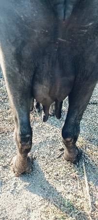 ભેંશ વેચવાની છે