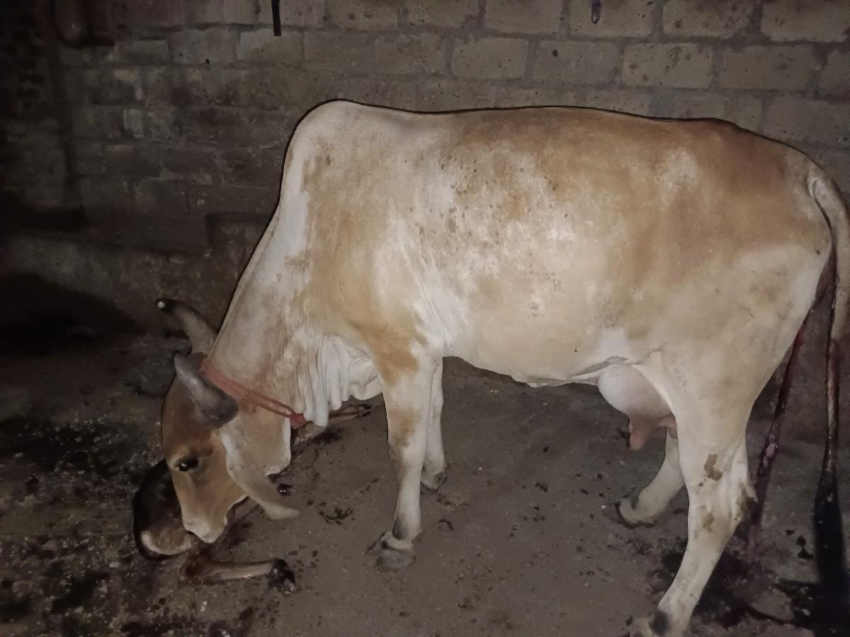 થંબનેલ 2