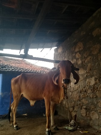 थंबनेल 3