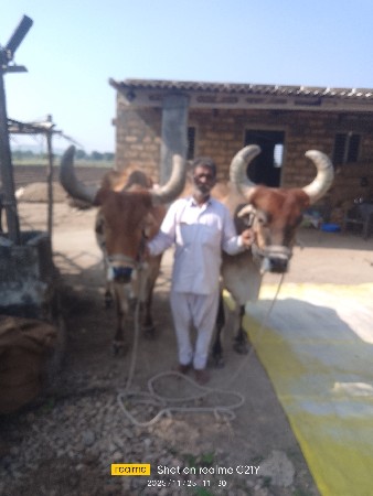 બળદ સોછે