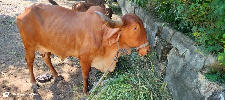 થંબનેલ 2