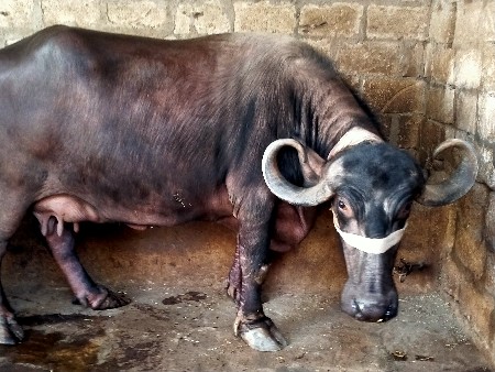 થંબનેલ 3