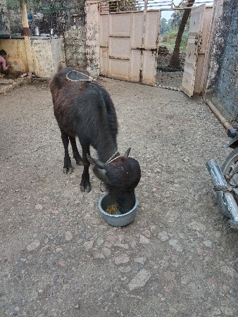 थंबनेल 2