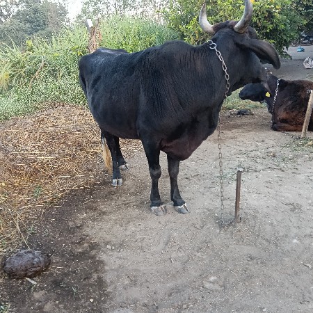 આ ગાય નાં સાટા