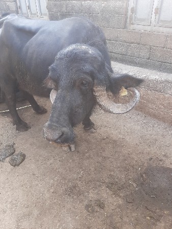 थंबनेल 3