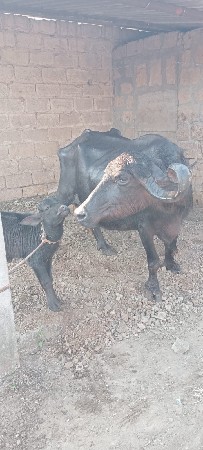 ભેંશ વેચવાની છે