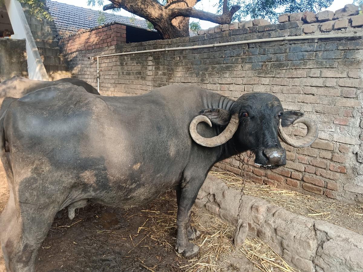 થંબનેલ 2