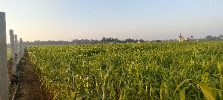 લીલી જવાર વેચવા ની છે ..