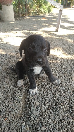 લેબ્રાડોર 3 ફિમેલ આપવાની છે