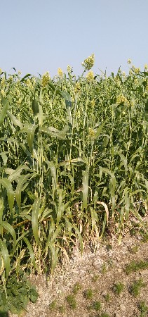 લીલો ચારો વેચવાનો છે