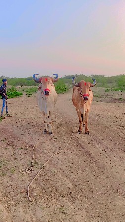 થંબનેલ 2