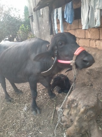 થંબનેલ 3