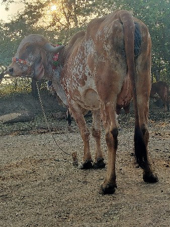 થંબનેલ 3