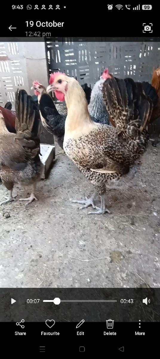 મુરઘી વેચવાની છે