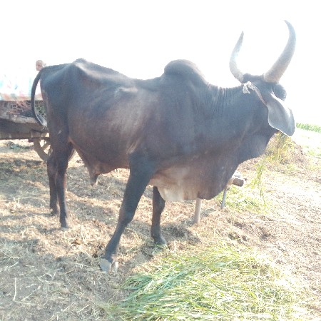 થંબનેલ 2