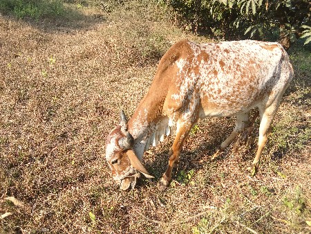 vachado vechavano se