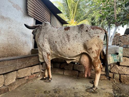 थंबनेल 3