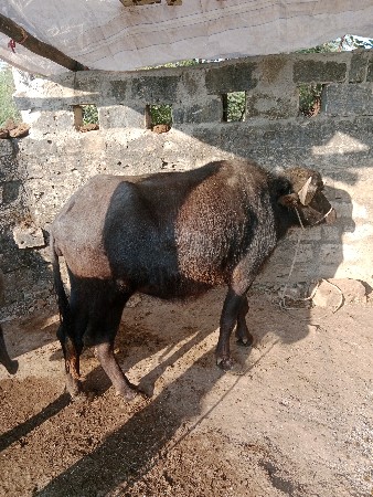 थंबनेल 2