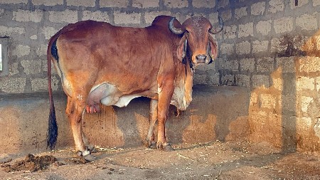 ગાય વેસવાની છે